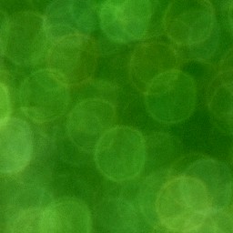Bokeh-441